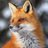 Red Fox gravatar image